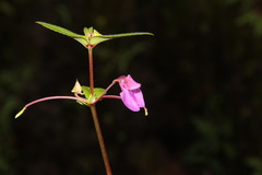 Impatiens bhimgadensis